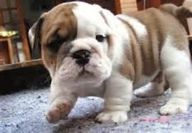We did not find results for: Adorable Male And Female English Bulldog Pup For Adoption For Sale In Hillsville Virginia Classified Americanlisted Com