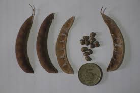 Image result for Dolichos trilobus