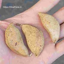 Image result for Millettia