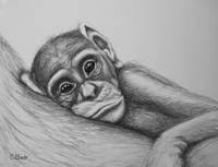 Stunning Baby Chimp Artwork For Sale On Fine Art Prints