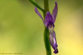 Image result for Chironia laxiflora