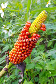 Image result for Amorphophallus