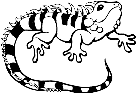 Children love to know how and why things wor. Drawing Iguana 8959 Animals Printable Coloring Pages
