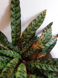 Check spelling or type a new query. What S Wrong With My Rattlesnake Plant It Started Getting Crispy Brown Spots On Some Leaves Houseplants
