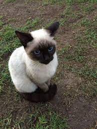 Pin By Fibrefan1 On Cats Animal Lover Animals Cats