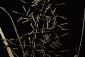 Image result for Eragrostis tenuifolia