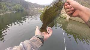 Smallmouth Fishing Lucky Peak Lake Youtube