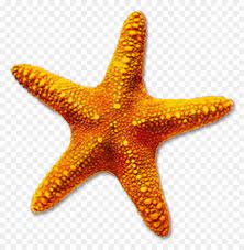 Dibujo para colorear estrella de mar animales 32 paginas para colorear conchas de mar dibujo mar para colorear estrellas de mar dibujos. Estrella De Mar Iconos De Equipo Los Equinodermos Imagen Png Imagen Transparente Descarga Gratuita