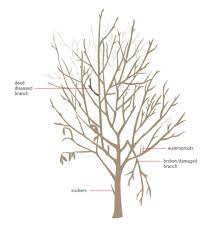 Fruit trees should be pruned for several reasons: Pruning Trees Shrubs Series Fruit Trees The Home Garden Center