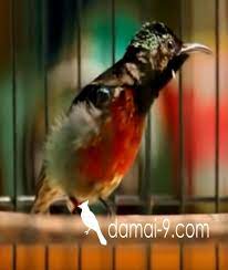 Cara lain yang juga bisa diterapkan misalnya ialah. Cara Merawat Kolibri Ninja Agar Tetap Hidup Dan Bisa Gacor Serta Ngobra Hobi Si Petani