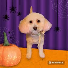 Kyla Brooks (@glamfurmations) • Instagram photos and videos