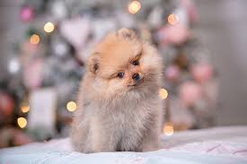 Female dog names associated with christmas : 40 Christmas Dog Names To Love All Year Long Great Pet Care