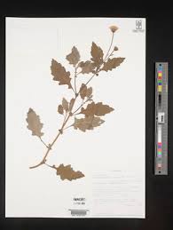 Image result for Crassocephalum vitellinum