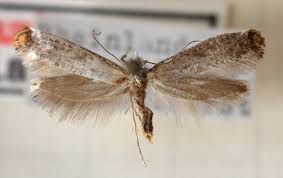 Image result for Pseudobersama