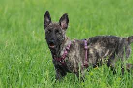 The dutch shepherd may exhibit heavy white markings on the chest and feet, which is undesirable for the show ring. Dutch Shepherd Dog Breed Information