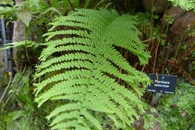 Image result for Microlepia speluncae