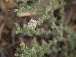 Image result for Cressa cretica