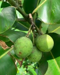 Image result for Calophyllum inophyllum