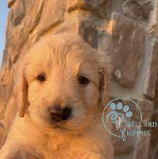 Adopting a dog with us is easy! Goldendoodle Puppies Under 1000 Home Land Puppies