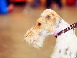 Image result for foxterier drsnosrstý