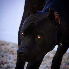 Pin By Mustafa Eren Firtina On Dogs Dogs More Dogs Black Pitbull Pitbull Terrier Pitbulls