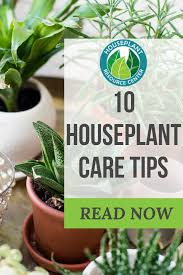 Top 10 Houseplant Care Tips In 2020 House Plant Care House Plants Types Of Houseplants