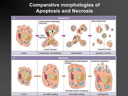 In the tunel assay, the ic group showed a higher expression of apoptosis than the msc group. Apoptosis Necroptosis Ppt Download