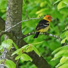 Image result for Launaea rogersii