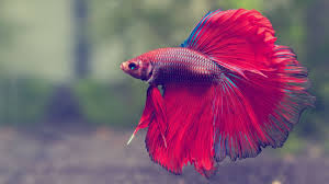 Awesome fishes wallpaper for desktop, table, and mobile. Betta Tag Fighter Fish Wallpaper Hd 3d 1920x1080 Wallpaper Teahub Io