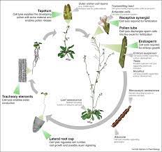 Plant cell wall research at the ccrc is carried out by six independently funded groups. Contribution Of Cellular Autolysis To Tissular Functions During Plant Development Sciencedirect