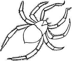 We cringe at the very sight of it and try to eliminate it from our household. Tarantula Coloring Pages Best Coloring Pages For Kids