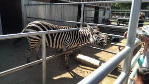 Maybe you would like to learn more about one of these? Petting Zoo Picture Of Montebello Barnyard Zoo Tripadvisor