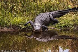 Trump Demanded Border Wall Get An Alligator Or Snake Moat