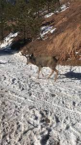 Deer rescued from pond | This poor guy was struggling to keep his head above water for over 30 minutes before he was finally pulled from the pond. The homeowner did the
