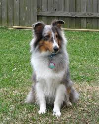 Shelties are notorious for having fuzzy feet, and cutting the hair back prevents debris and mud balls from building up between the toes. Blue Merle Short Hair Collie Shefalitayal