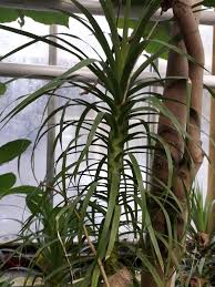 Image result for Dracaenaceae