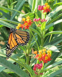 Maybe you would like to learn more about one of these? Milkweed Plants For Monarchs