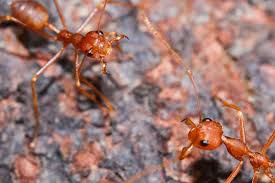 Image result for Fire Ant Sting