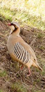 Perdiz Magna Rusty Necklaced Partridge Przewalskisteinhuhn Perdrix De Przewalski Pretty Birds Beautiful Birds Pet Birds