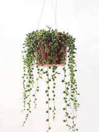 Pin On Gardening