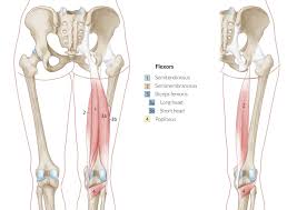 Rear view of female hip and leg muscles with labels. Thigh Knee And Popliteal Fossa Amboss