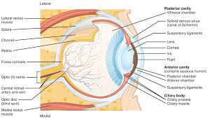 Image result for structure of eye