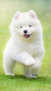 pin de carole doumy en puppies perros bonitos perros samoyedo