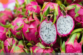 Check spelling or type a new query. Pitahaya Drachenfrucht Anzucht Und Pflege Gartendialog De