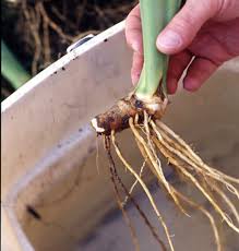 Late july through mid august is the best time to plant, move or divide iris. Dividing Bearded Iris