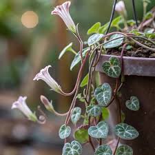 Image result for Ceropegia albipilosa