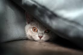 At worst, your cat will feel a sharp scratch when the injection is administered. Signs A Cat Is Dying How To Comfort Them Daily Paws