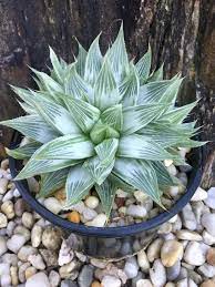 Pin On Haworthia Just Haworthias