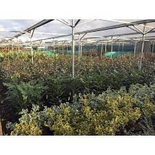 Bigplantnursery.co.uk has google pr 2 and its top keyword is big plant with 5.71% of search traffic. The Big Green Plant Centre Uxbridge Wholesale Horticultural Nurseries Yell