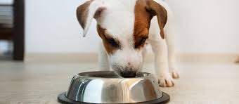 Chicken bones are an excellent starter for puppies and smaller dogs. Can Dogs Eat Rib Bones Why These Bones Are Dangerous Care Com Resources